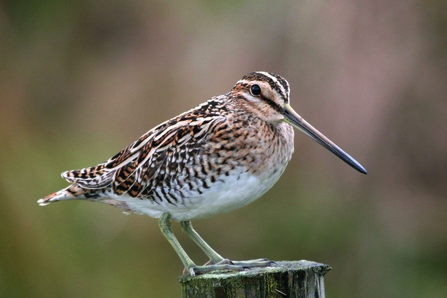 Snipe