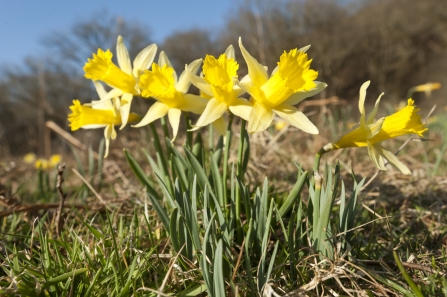 Wild daffodil