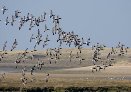 Flock of brent geese over an estuary_ Chris Gomersall- 2020vision.