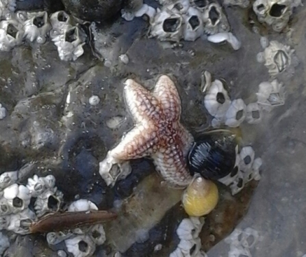 Starfish