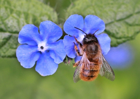 Red mason bee _ Penny Frith