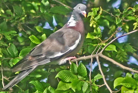 wood pigeon