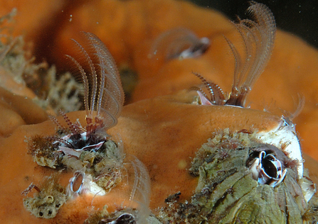 Barnacles in sponge fleet by Paul Naylor www.marinephoto.co.uk.