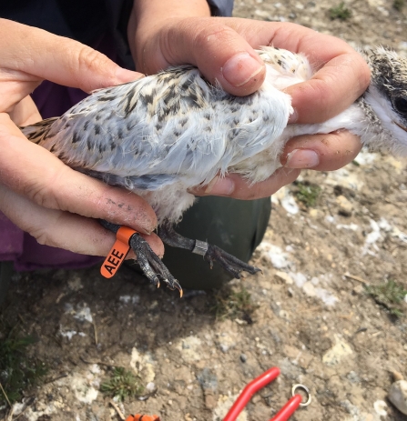 Sandwich tern ringing