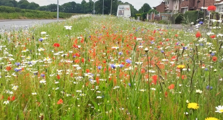 Wildflower meadow on the Wrexham Industrial Estate Living Landscape project