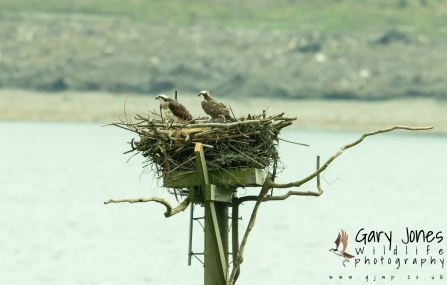 Ospreys on nest
