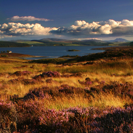 Gors Maen Llwyd (c) NWWT