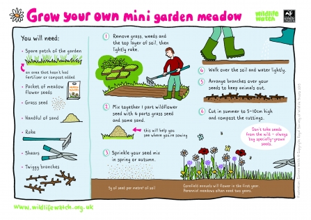 Grow your own mini meadow garden Activity Sheet