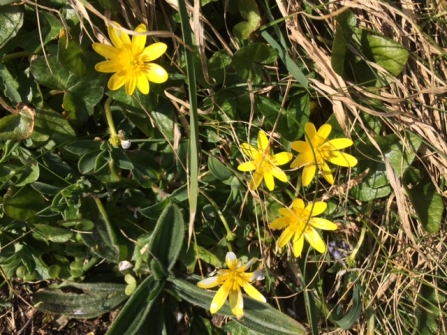 Celendine