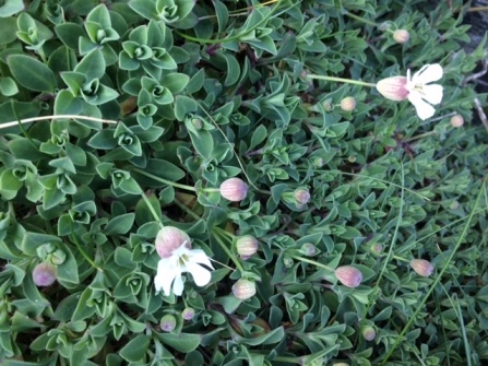 Sea campion