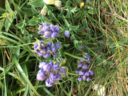 Spring Squill