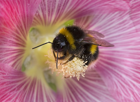 White-tailed bumblebee