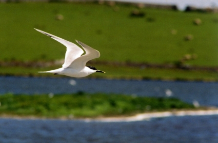 Sandwich tern - Ben Stammers