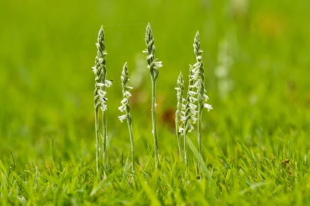 Autumn Lady's-tresses - (c) Tony Morris