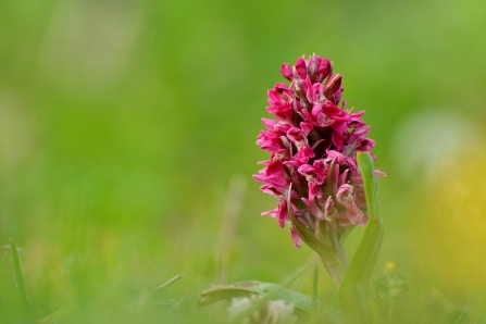 Early Marsh Orchid - (c) NWWT Henry Cook