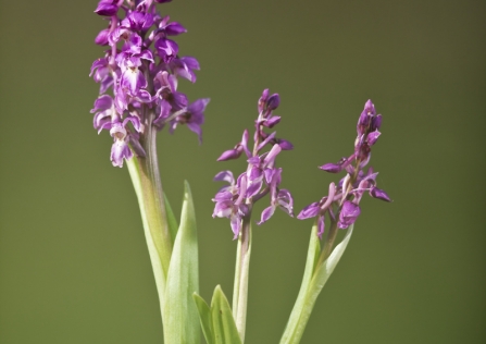 Early Purple Orchid - (c) Guy Edwardes/2020VISION