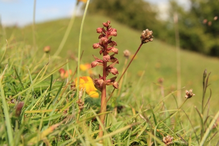 Frog Orchid - (c) Kieran Huston