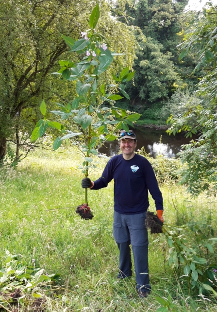 Volunteer removing balsam