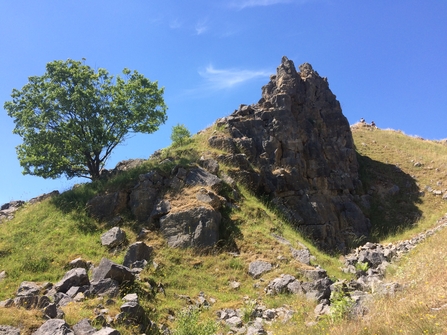 A lone tree sitting on the side of a hill, lots of bare loose rock is visible between the grass and a large cliff face forms the peak of the hill. The sky is bright blue with almost no cloud.