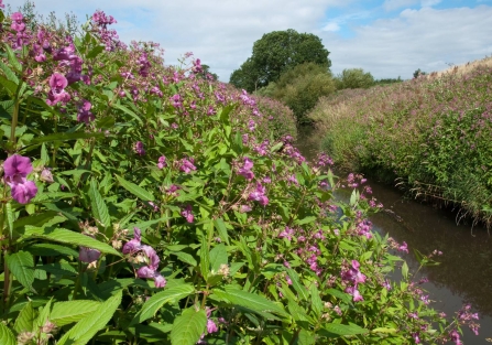 River bank completely covered in Himalayan balsam
