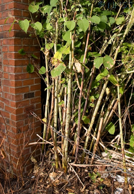 Japanese knotweed damage to wall