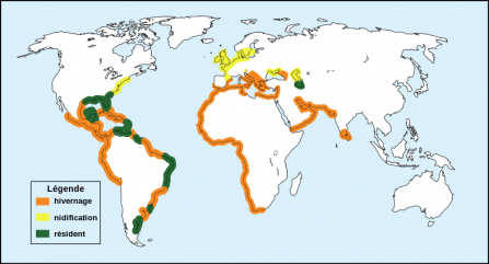 Sandwich tern distribution map