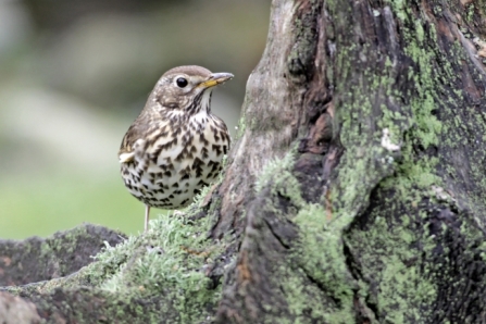 Song thrush