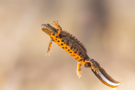 A great crested newt, an amphibian with dark brown slightly mottled skin, bright orange belly with brown spots, and tiny white dots on it's side, limbs and face. It has a long flat tail that appears to be in 3 parts horizontally, and a crest all the way along it's back looking almost like a very small jagged fin. This particular newt is floating in water with it's left side and belly facing the camera and left arm raised as though waving.