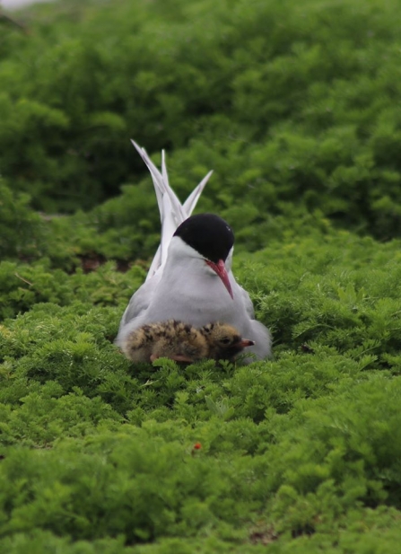 Tern and chick