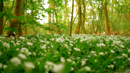 The bottom half of the picture is taken up with a carpet of wood anemones, small white flowers with pointed leaves resembling stars, with lush green leaves covering the ground. The top half features the woodland in the background, out of focus, with flares of light as it passes through the leaves on the trees giving them an almost glowing appearance.