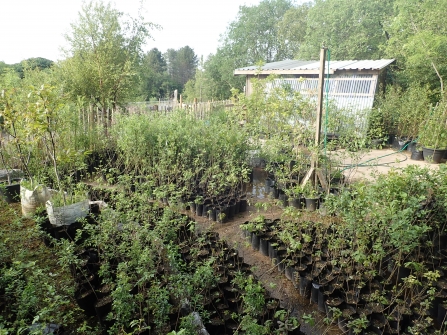 Aberduna Tree Nursery