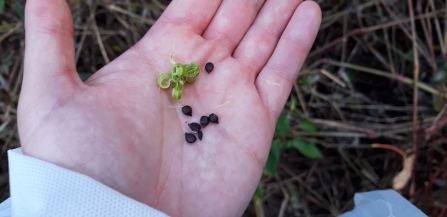 Himalayan balsam seeds