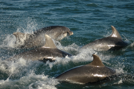 Bottlenose Dolphin Bow Riding_Nia Haf Jones