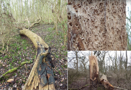  Examples of decaying wood within Erlas Black Wood © Enfys Ecology