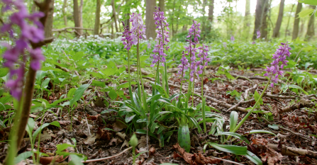 Early Purple Orchids within Erlas Black Wood © NWWT