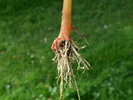 Balsam root