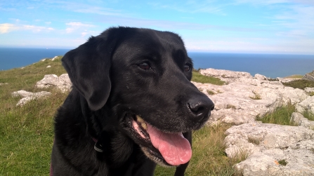 Happy dog on the coast