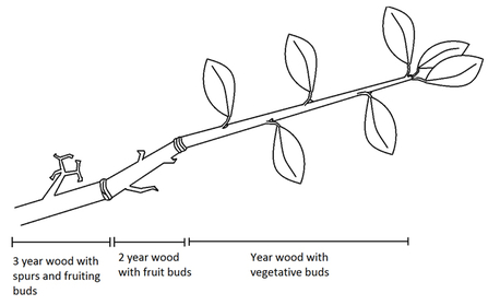 Pruning diagram 1