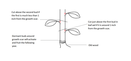 Pruning diagram 2