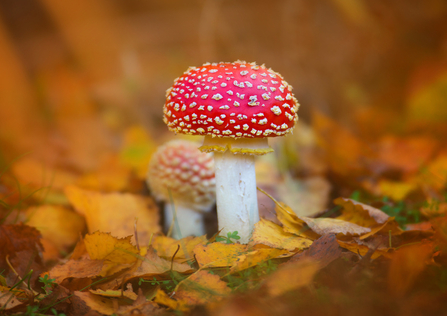 A close up of a bright red mushroom with a white stem and white spots on the cap. A perfect fairytale toadstool. With another smaller mushroom just behind it and surrounded by vibrant orange leaves on the woodland floor.