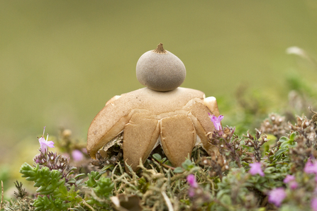 Dwarf Earthstar (c) David Winnard