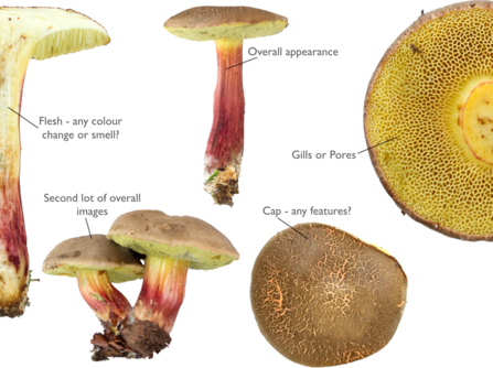 Id shots of Red-cracking Bolete (c) David Winnard