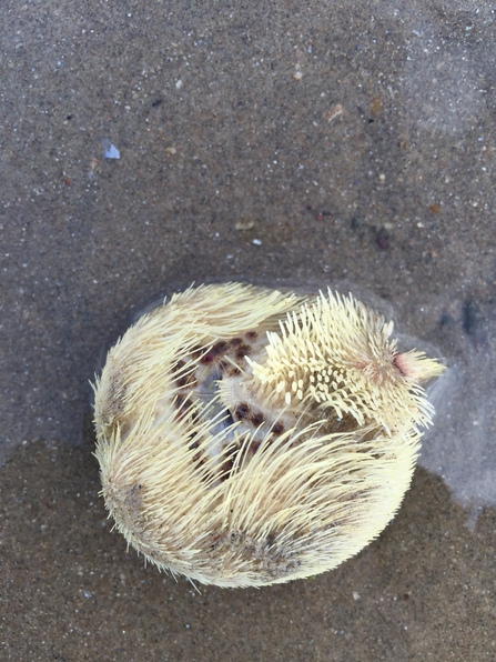 Sea-mouse