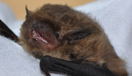 Soprano Pipistrelle Bat during a survey