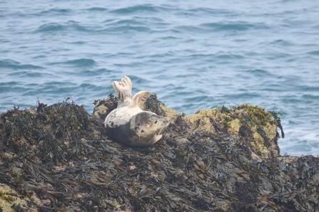 Seal called Wombat