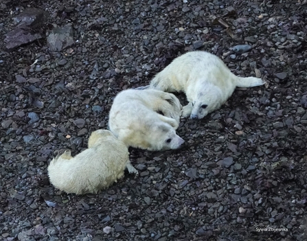 seals relaxing