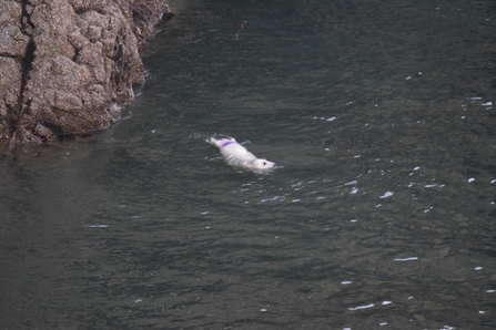 seal in water