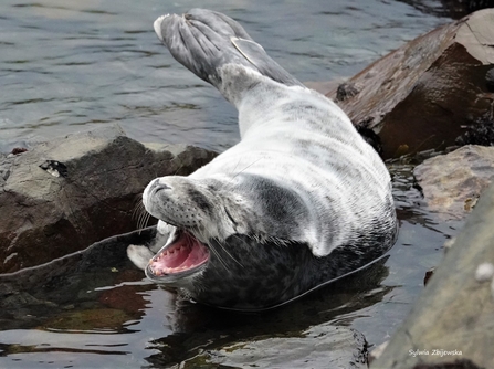 yawning seal