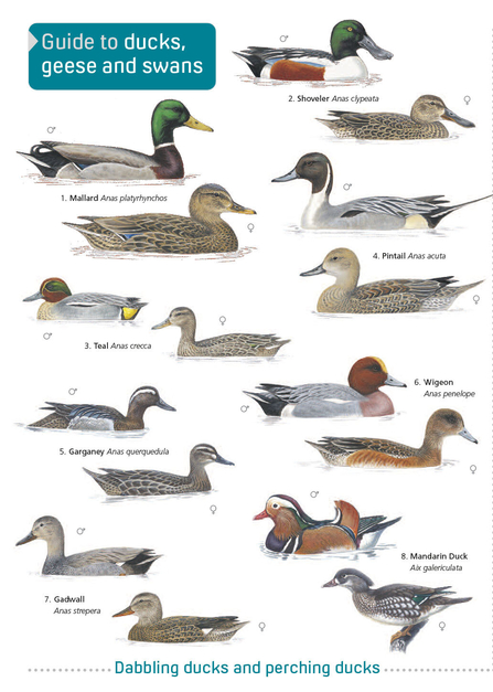 Ducks, Geese and Swans Identification Chart
