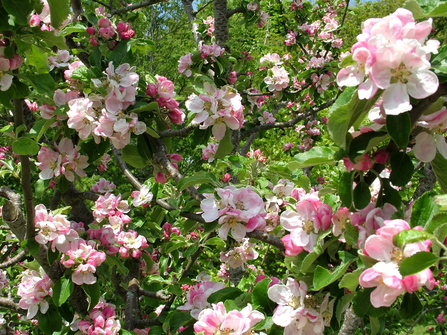 Crab Apple Tree